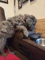 Merle Female Pink Collar, a female Goldendoodle for sale in Moreno Valley, CA – Photo 5 of 6