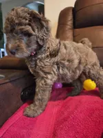 Merle Female Pink Collar, a female Goldendoodle for sale in Moreno Valley, CA – Photo 4 of 6
