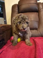 Merle Female Pink Collar, a female Goldendoodle for sale in Moreno Valley, CA – Photo 3 of 6