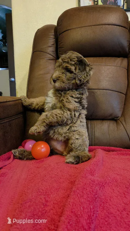 Merle Female Pink Collar – Goldendoodle puppy for sale in Moreno Valley, CA