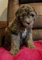 Merle Female Pink Collar, a female Goldendoodle for sale in Moreno Valley, CA – Photo 2 of 6