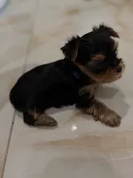 Yorkies, a female Yorkshire Terrier for sale in Tampa, FL – 6 of 6