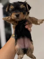 Yorkies, a female Yorkshire Terrier for sale in Tampa, FL – 2 of 6