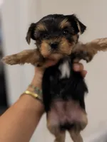 Yorkies, a female Yorkshire Terrier for sale in Tampa, FL – 5 of 6
