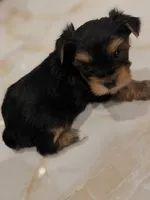 Yorkies, a female Yorkshire Terrier for sale in Tampa, FL – 3 of 6