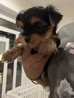 Yorkies, a female Yorkshire Terrier for sale in Tampa, FL – 4 of 6