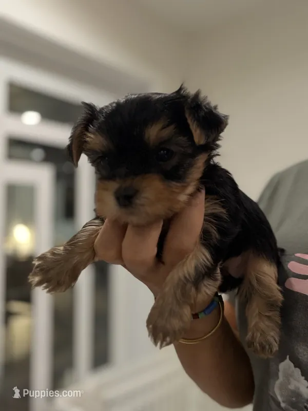 Yorkies – Yorkshire Terrier puppy for sale in Tampa, FL