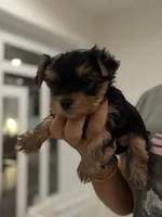 Yorkies, a female Yorkshire Terrier for sale in Tampa, FL – 1 of 6