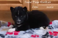 Coal, a male Siberian Husky for sale in Green Oaks, IL – Photo 1 of 4