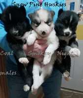 Coal, a male Siberian Husky for sale in Green Oaks, IL – Photo 2 of 4