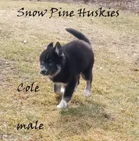 Cole, a male Siberian Husky for sale in Green Oaks, IL – Photo 1 of 4