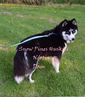 Bear, a male Siberian Husky for sale in Green Oaks, IL – Photo 3 of 7