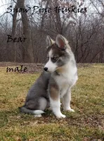 Bear, a male Siberian Husky for sale in Green Oaks, IL – Photo 2 of 7