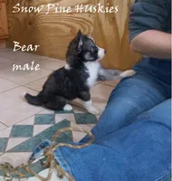 Bear, a male Siberian Husky for sale in Green Oaks, IL – Photo 1 of 4