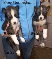 Bear, a male Siberian Husky for sale in Green Oaks, IL – Photo 2 of 4