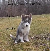 Bear, a male Siberian Husky for sale in Green Oaks, IL – Photo 1 of 7