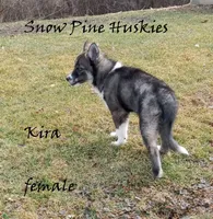 Kira, a female Siberian Husky for sale in Green Oaks, IL – Photo 2 of 7