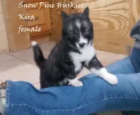 Kira, a female Siberian Husky for sale in Green Oaks, IL – Photo 6 of 7