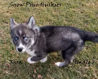 Kira, a female Siberian Husky for sale in Green Oaks, IL – Photo 1 of 7