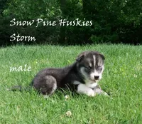 Storm, a male Siberian Husky for sale in Green Oaks, IL – 4 of 7