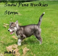 Storm, a male Siberian Husky for sale in Green Oaks, IL – 2 of 7