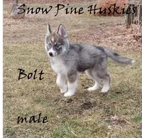 Bolt, a male Siberian Husky for sale in Green Oaks, IL – Photo 4 of 5