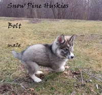 Bolt, a male Siberian Husky for sale in Green Oaks, IL – Photo 5 of 5