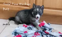 Bolt, a male Siberian Husky for sale in Green Oaks, IL – Photo 1 of 5