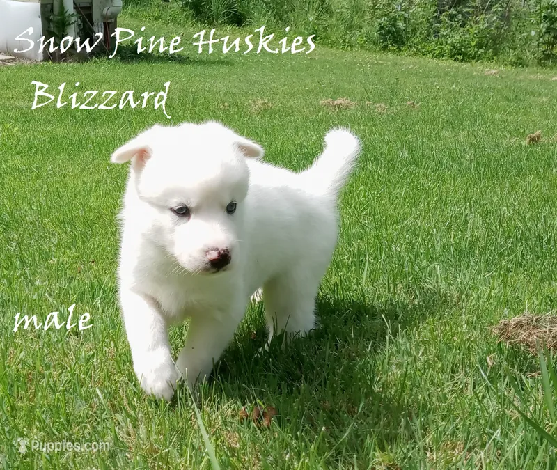 Blizzard – Siberian Husky puppy for sale in Green Oaks, IL