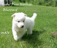 Blizzard, a male Siberian Husky for sale in Green Oaks, IL – 1 of 5