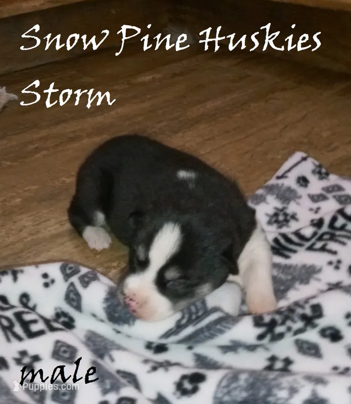 Storm – Siberian Husky puppy for sale in Green Oaks, IL