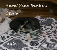 Storm, a male Siberian Husky for sale in Green Oaks, IL – 5 of 7