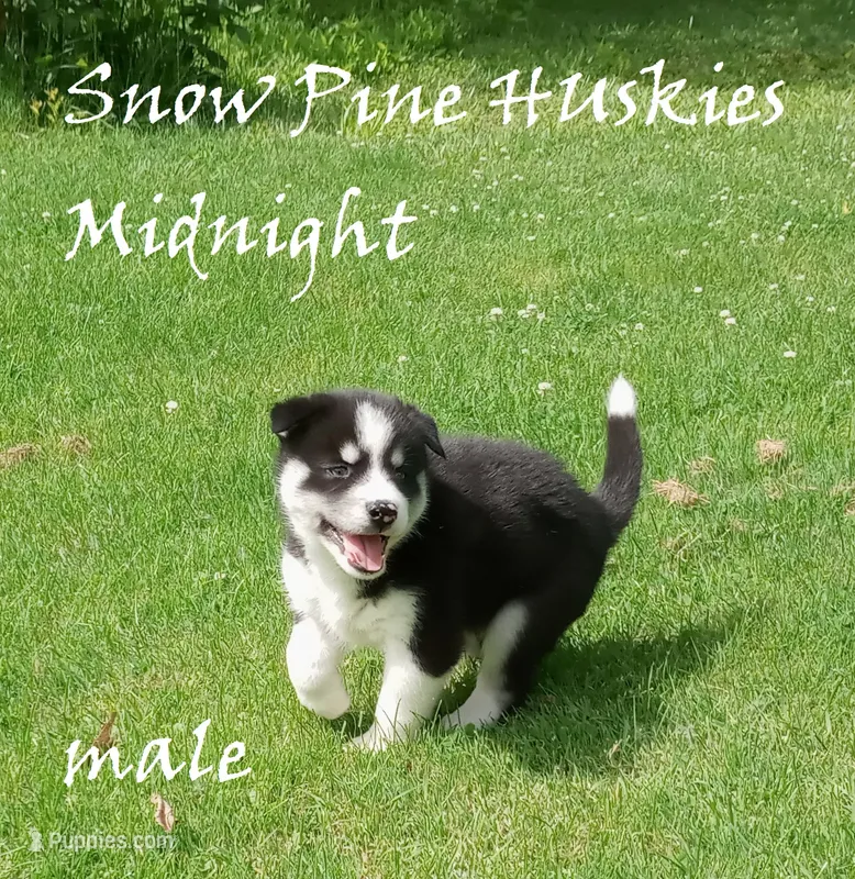 Midnight – Siberian Husky puppy for sale in Green Oaks, IL