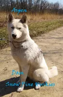 Storm, a male Siberian Husky for sale in Green Oaks, IL – 2 of 3