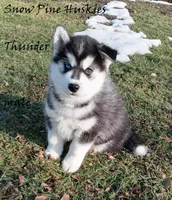 Thunder, a male Siberian Husky for sale in Green Oaks, IL – Photo 2 of 4