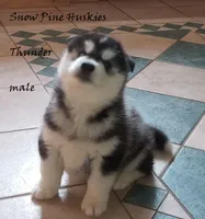 Thunder, a male Siberian Husky for sale in Green Oaks, IL – Photo 1 of 4