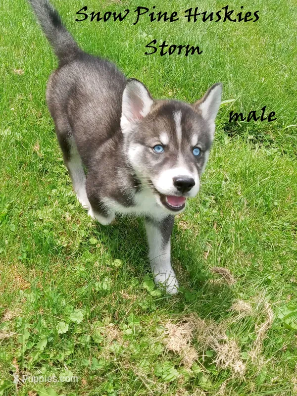 Storm – Siberian Husky puppy for sale in Green Oaks, IL