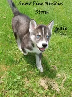 Storm, a male Siberian Husky for sale in Green Oaks, IL – 1 of 7