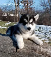 Lightning, a male Siberian Husky for sale in Green Oaks, IL – Photo 2 of 4