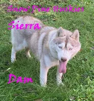 Lightning, a male Siberian Husky for sale in Green Oaks, IL – Photo 4 of 4