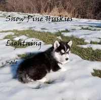 Lightning, a male Siberian Husky for sale in Green Oaks, IL – Photo 1 of 4