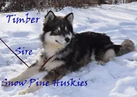 Midnight, a male Siberian Husky for sale in Green Oaks, IL – 2 of 2