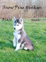 Blaze, a female Siberian Husky for sale in Green Oaks, IL – Photo 2 of 3