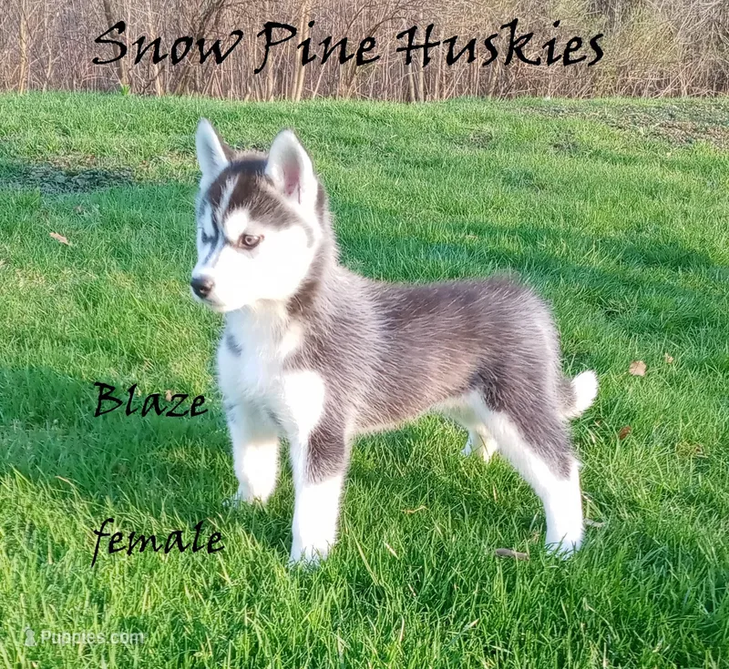 Blaze – Siberian Husky puppy for sale in Green Oaks, IL