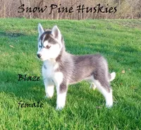 Blaze, a female Siberian Husky for sale in Green Oaks, IL – Photo 1 of 3