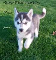 Blaze, a female Siberian Husky for sale in Green Oaks, IL – Photo 3 of 3