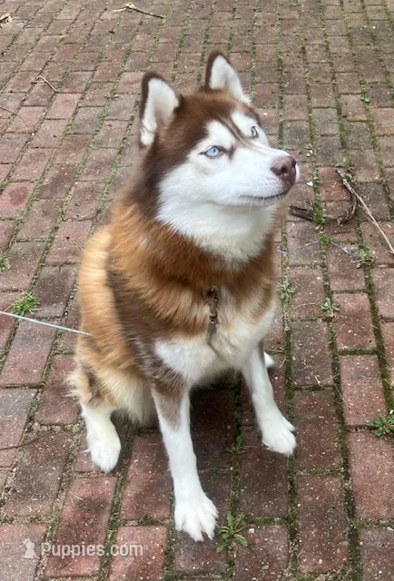 Cinnamon – Siberian Husky puppy for sale in Green Oaks, IL