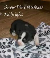 Midnight, a male Siberian Husky for sale in Green Oaks, IL – 4 of 5