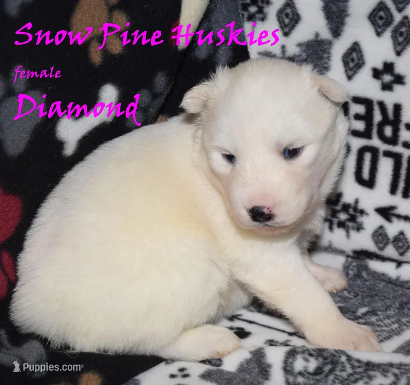 Diamond, a female Siberian Husky for sale in Green Oaks, IL – Photo 1 of 3