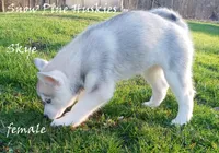 Skye, a female Siberian Husky for sale in Green Oaks, IL – Photo 3 of 3